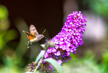 Hummingbird hawk-moth flying to a purple budleia flowerの写真素材