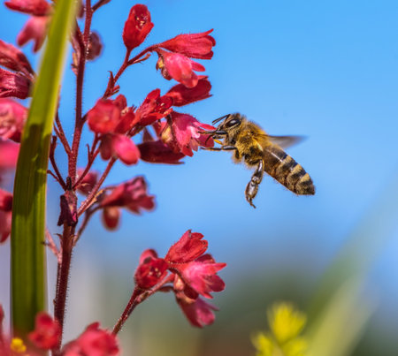 Macro of a bee flying to a red heuchera flower