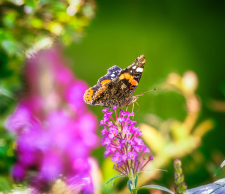 Macro of an admiral butterfly collecting nectar at a budleja blossom