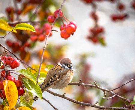 Closeup of an Eurasian tree sparrow bird sitting on a treeの写真素材