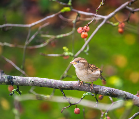 Closeup of a bird house sparrow bird sitting on a tree