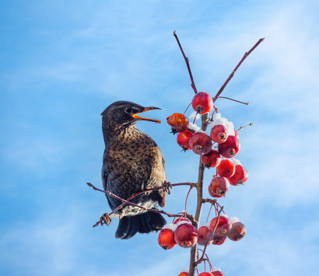 Closeup of a blackbird sitting in an apple treeの写真素材