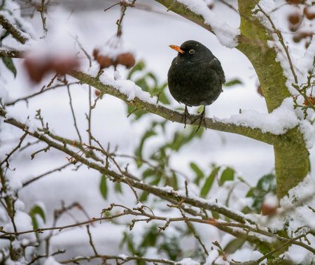 Closeup of a blackbird sitting in an apple treeの写真素材