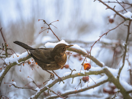 Closeup of a blackbird sitting in an apple treeの写真素材