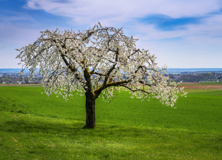 Spring scenic with a white  flowering cherry tree