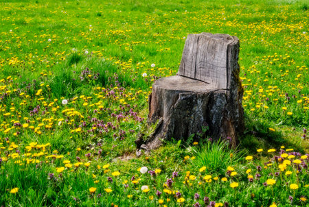 Wooden chair made of a tree trunk in a meadow with dandelion flowersの写真素材