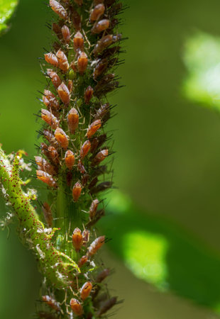 Macro of a flower which is full of lice