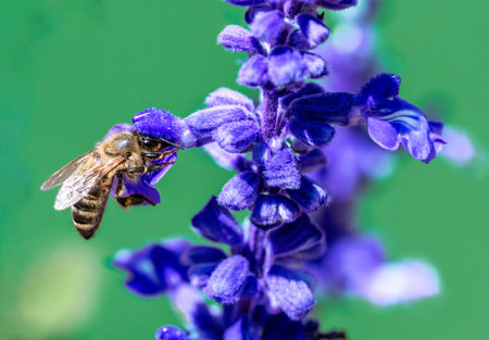Macro of a bee on a purple sage flower blossom