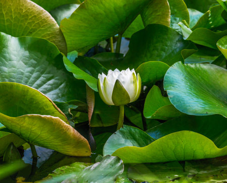 Closeup of a white water lilly blossom in a pondの写真素材