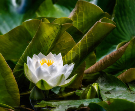 Closeup of a white water lilly blossom in a pondの写真素材