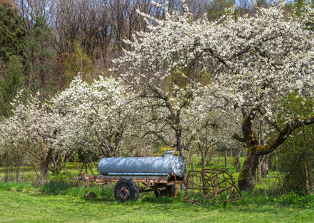 Spring scenic with white  flowering cherry trees and a cattle watering tankの写真素材