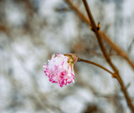Macro of a snow covered pink fragrant viburnum blossomの写真素材