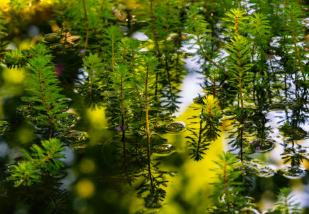 A lot of watermilfoil plants in a pondの写真素材