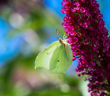 Macro of a yellow brimstone butterfly pollinating on a flowerの写真素材