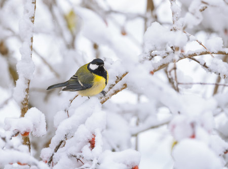 Closeup of a great tit bird sitting on a snow covered apple treeの写真素材