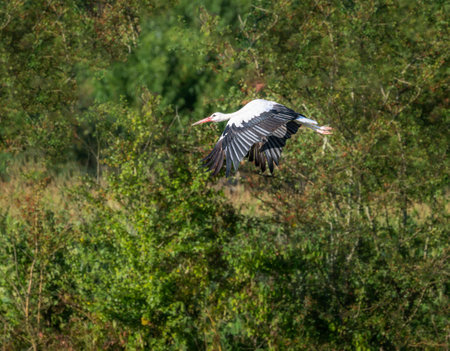 White stork (Ciconia ciconia) flying along treesの写真素材