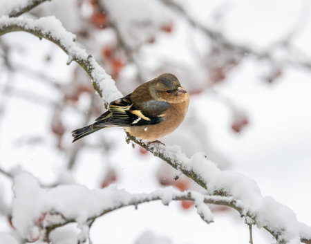Closeup of a male chaffinch sitting on a snow covered treeの写真素材