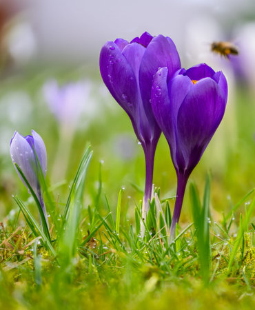 Macro of purple crocus flowers in the gardenの写真素材