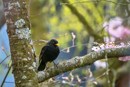 Closeup of a blackbird sitting on a treeの写真素材