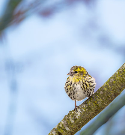 Female black-headed goldfinch sitting on a twigの写真素材