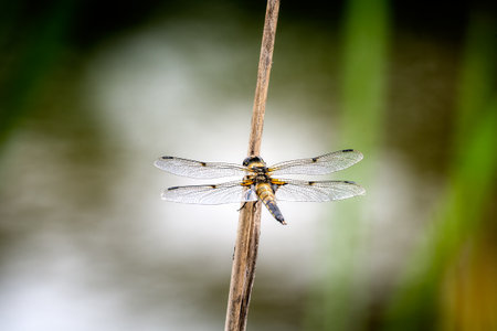 Macro of a four-spotted chaser dragnonfly on a twigの写真素材