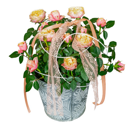 Closeup of isolated rose flowers in a plant potの写真素材