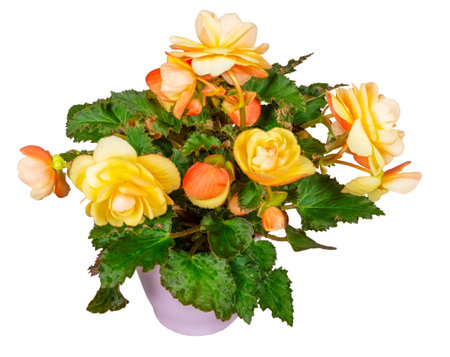 Closeup of an isolated potted begonia flowerの写真素材