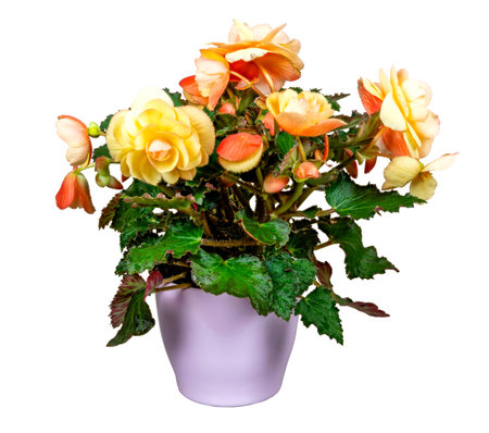 Closeup of an isolated potted begonia flowerの写真素材