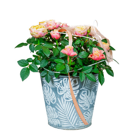Closeup of isolated rose flowers in a plant potの写真素材