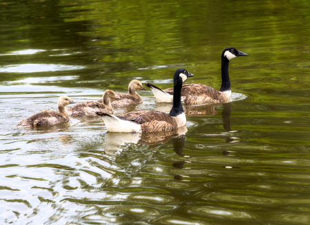 Closeup of a canada goose family swimming in a lake
