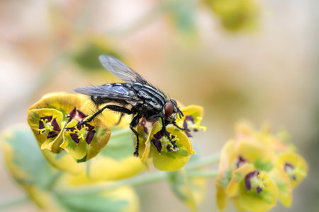 Macro of a fly sitting on a blossomの写真素材