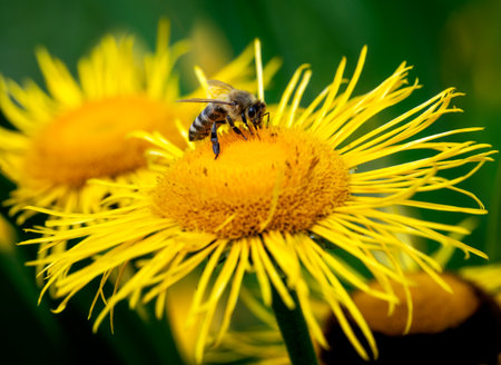 Macro of a honeybee on a flower blossomの写真素材