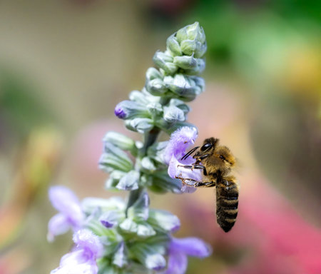 Macro fo a bee pollinating on a purple sage flower