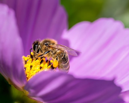 Macro of a bee on a pink dahlia flower blossomの写真素材
