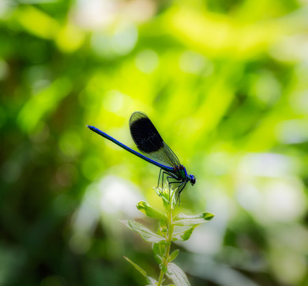 Macro of  a banded demoiselle damselflyの写真素材