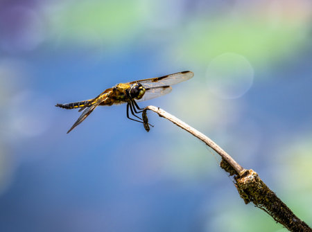 Macro of a four-spotted chaser dragnonfly on a twigの写真素材