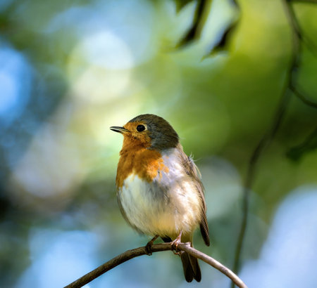 Closeup of an european robin bird sitting on a twigの写真素材