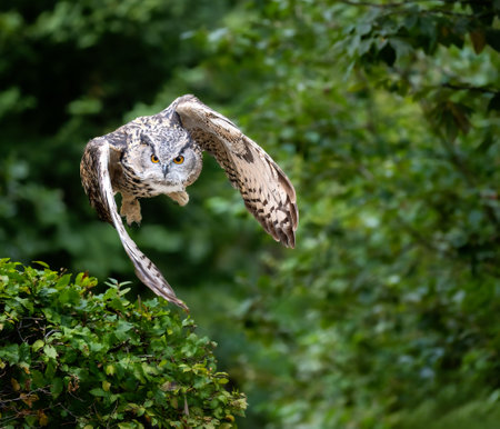 Closeup of a flying Eurasian eagle-owlの写真素材