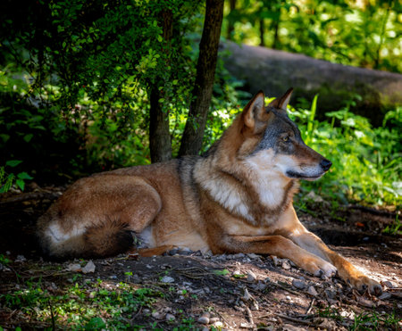 Closeup of a wolf lying down in the woodlandの写真素材