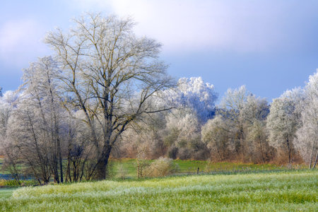Bavarian winter landscape with frost covered trees seen in Schrobenhausen (Bavaria, Germany)の写真素材