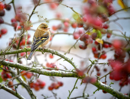 Closeup of a male chaffinch bird sitting on a treeの写真素材