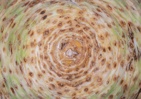 Abstract macro background of a celeriacの写真素材