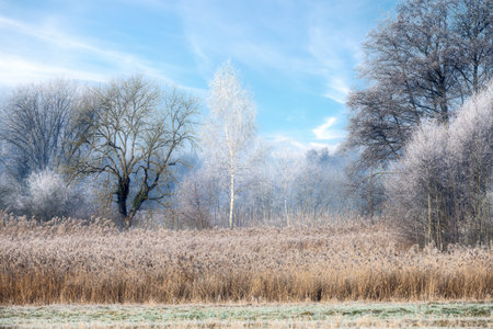 Winter scenic in a landscape conservation area near Schrobenhausen (Bavaria, Germany)の写真素材