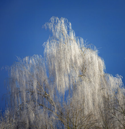 Birch tree covered with white frost against blue skyの写真素材
