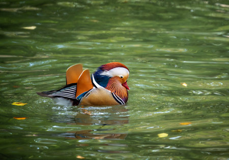 Closeup of  a Mandarin duck swimming in the waterの写真素材