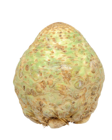 Closeup of an isolated celeriac