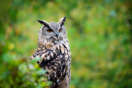 Closeup of an Eurasian eagle-owl hiding behind a bushの写真素材