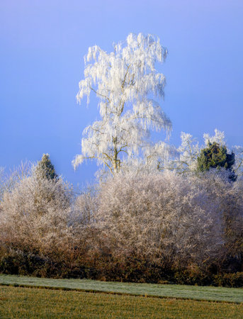 Winter landscape with a frost covered bich tree seen in Schrobenhausen (Bavaria, Germany)の写真素材