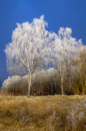 Winter landscape with frosted birch trees on a sunny day with blue sky seen in Schrobenhausen (Bavaria, Germany)の写真素材
