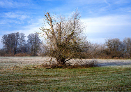 Winter scenic in a landscape conservation area near Schrobenhausen (Bavaria, Germany)の写真素材